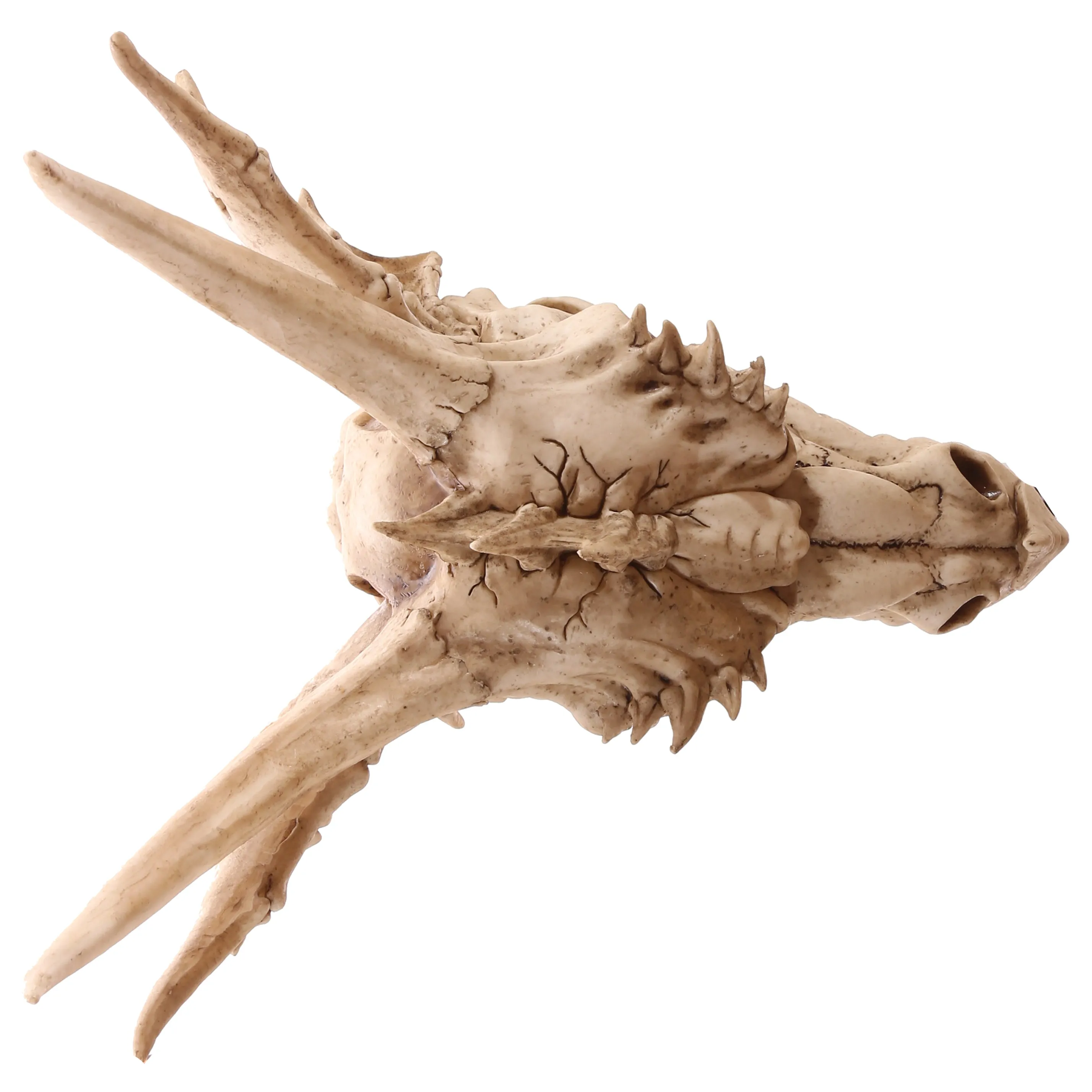 Dragon Skull Decoration (Large) - Fantasy Horned Dragon for Home Decor
