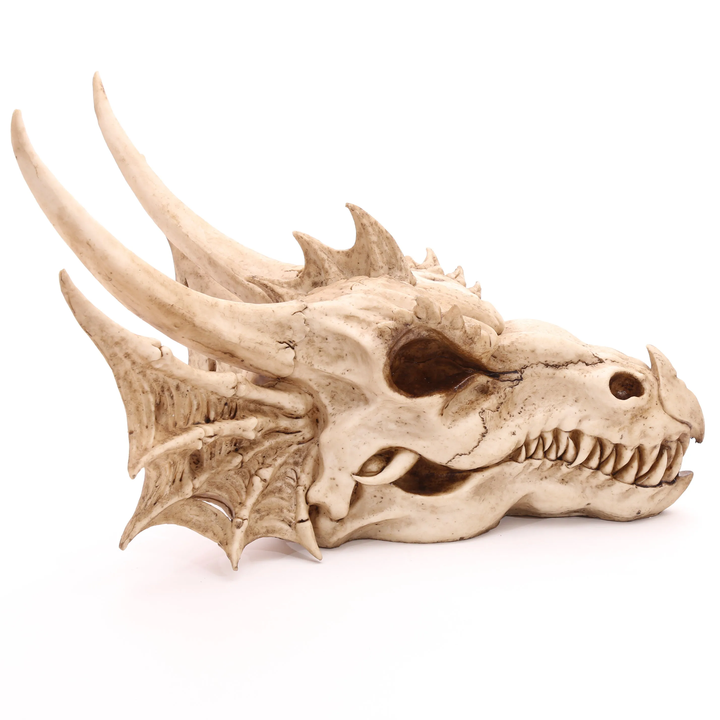 Dragon Skull Decoration (Large) - Fantasy Horned Dragon for Home Decor